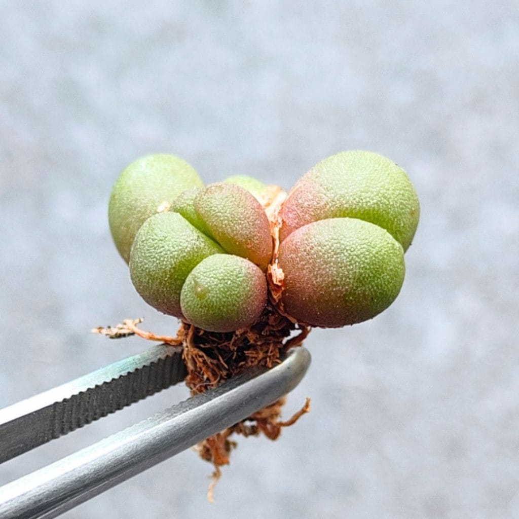 Conophytum Brunneum (2.2cm)
