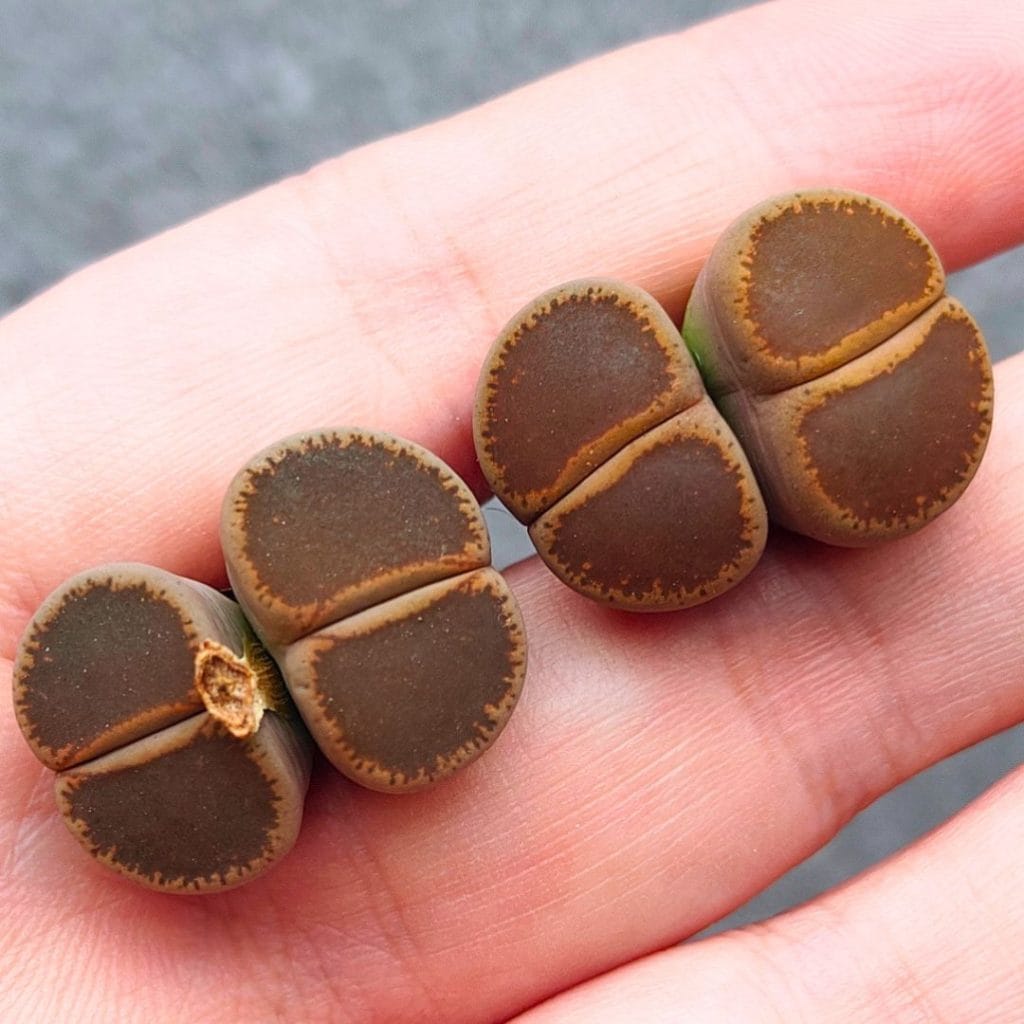 Lithops Lesliei 2h (2.1 - 2.25cm)
