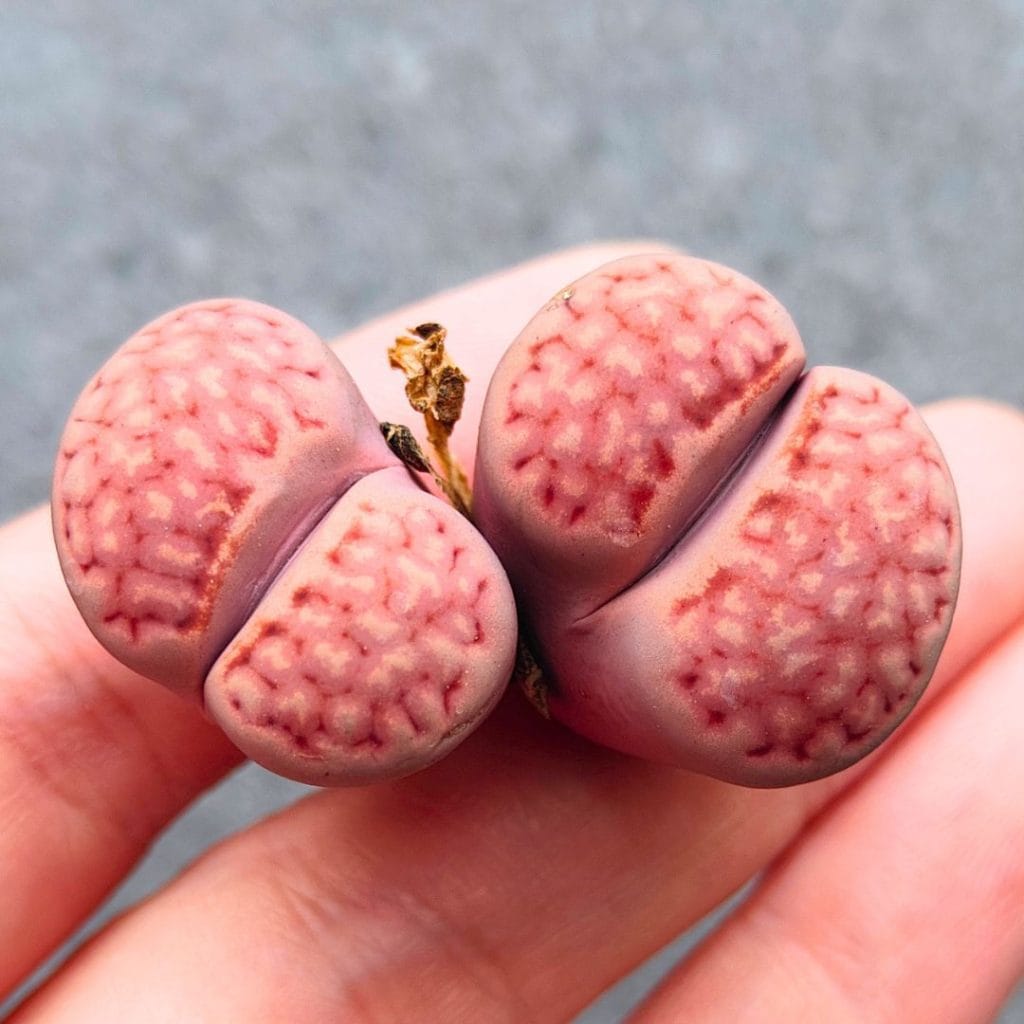 Lithops Pink Julii 2h (3.8cm)