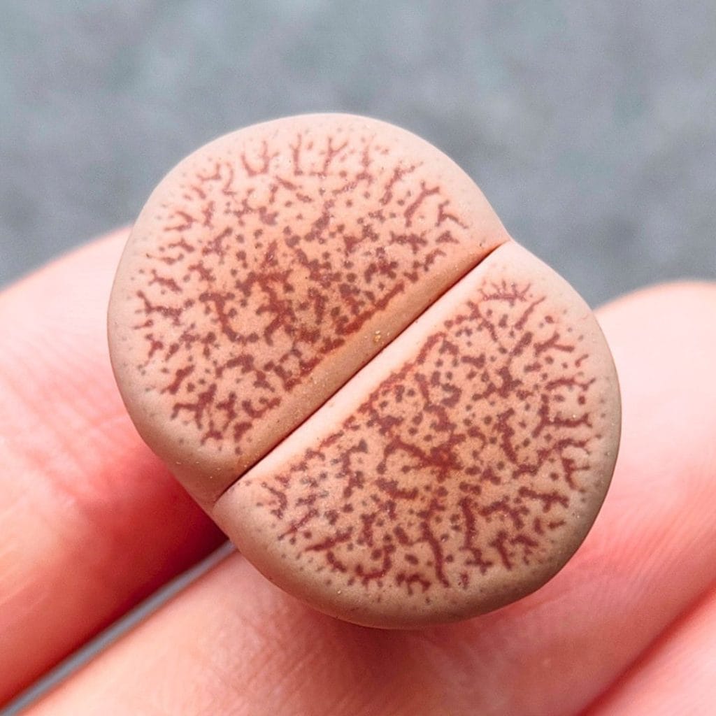 Pink Dinterops (2.1cm)