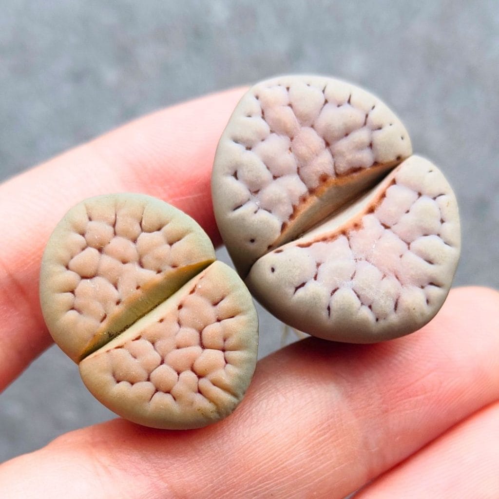 Lithops Schwantesiii Blue Moon (2.4 - 2.7cm)
