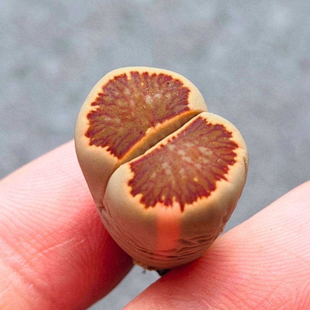 Lithops Variegated (1.6cm)