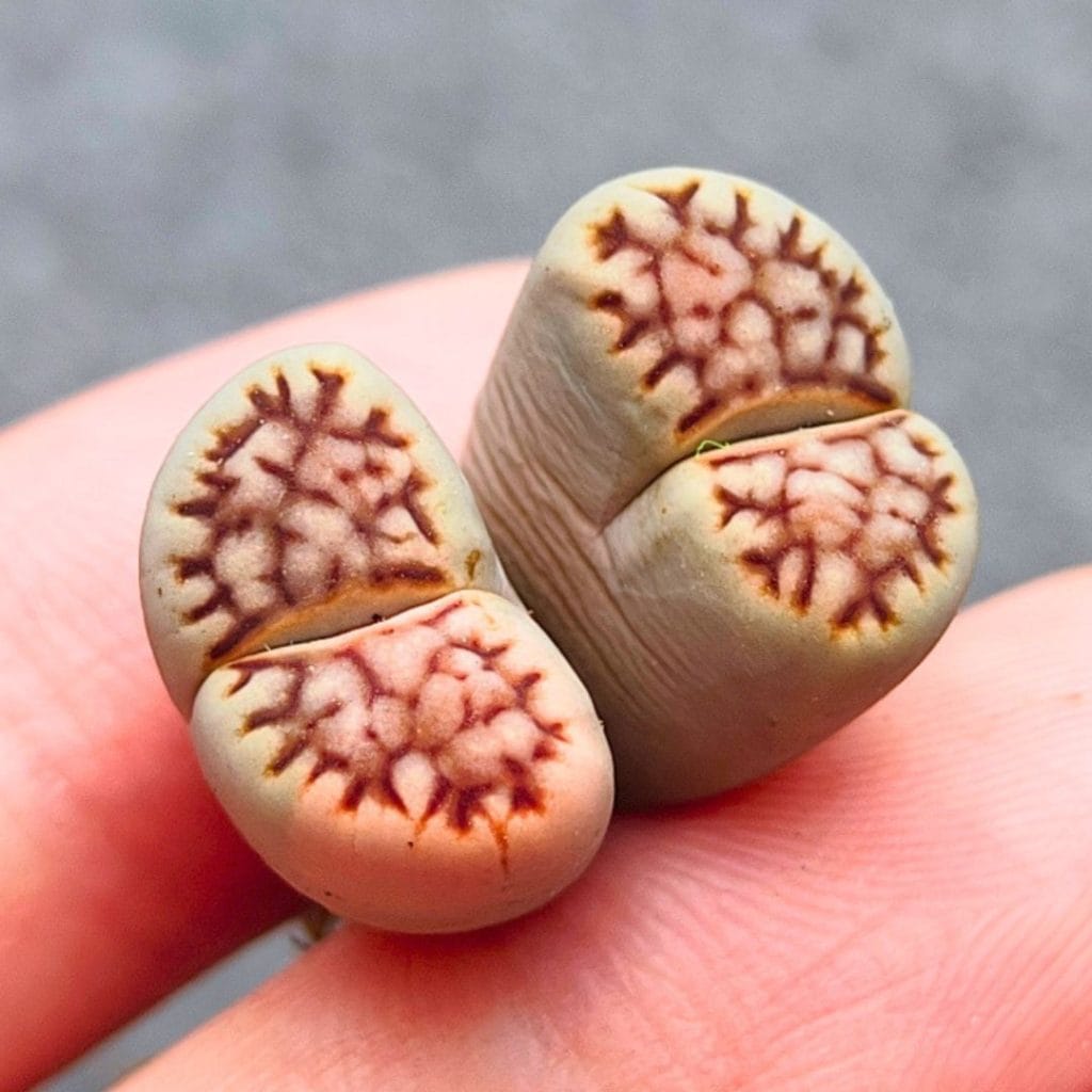 Lithops Variegated 2h (1.9cm)