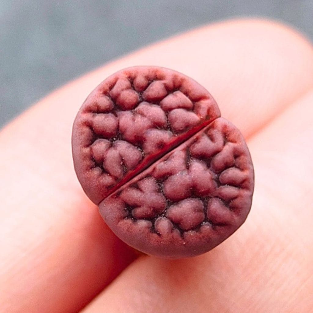 Lithops Axel's Rose (1.2cm)
