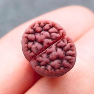 Lithops Axel's Rose (1.2cm)