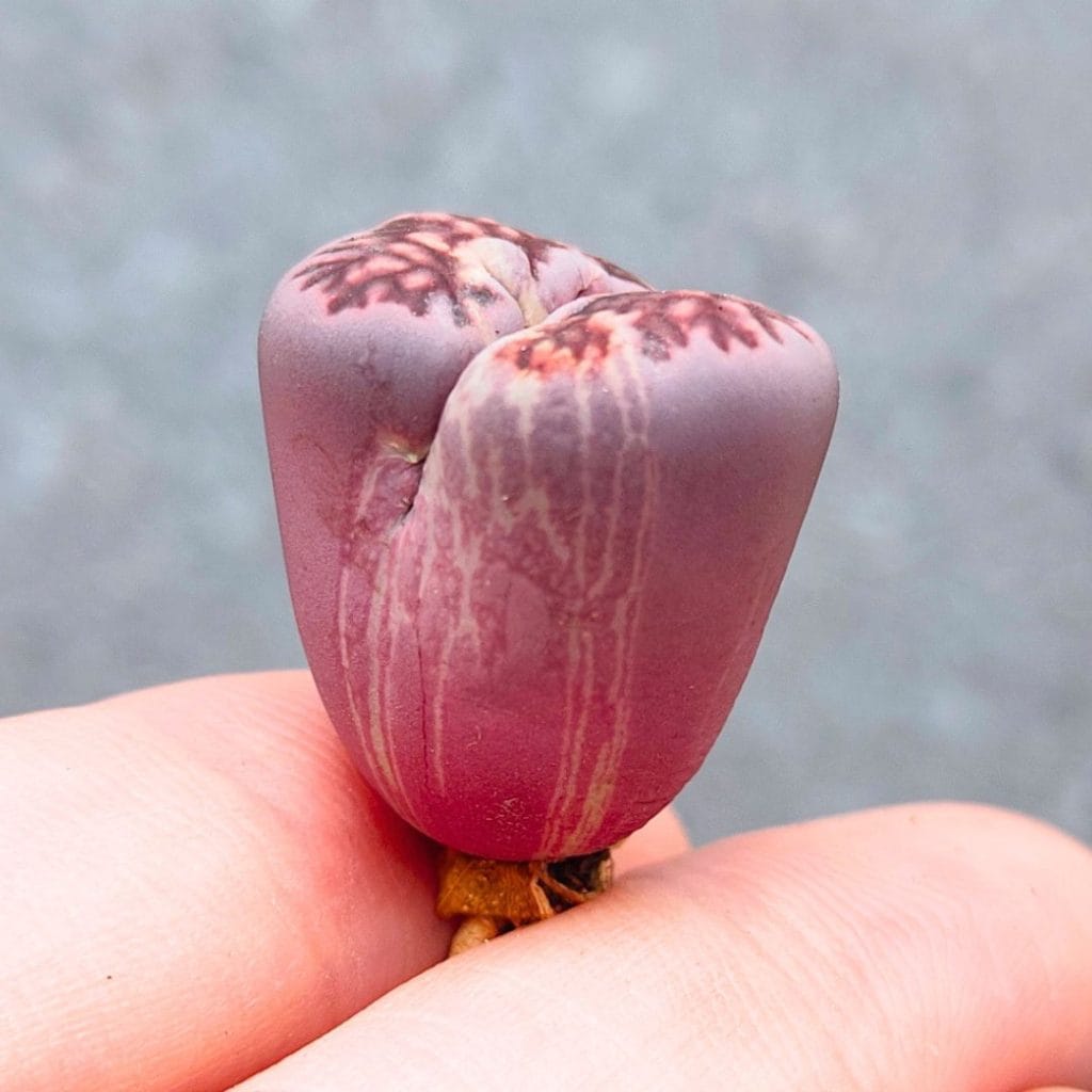 Lithops Purple Unique Variegation (1.8cm)