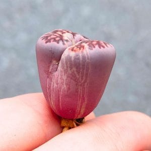 Lithops Purple Unique Variegation (1.8cm)