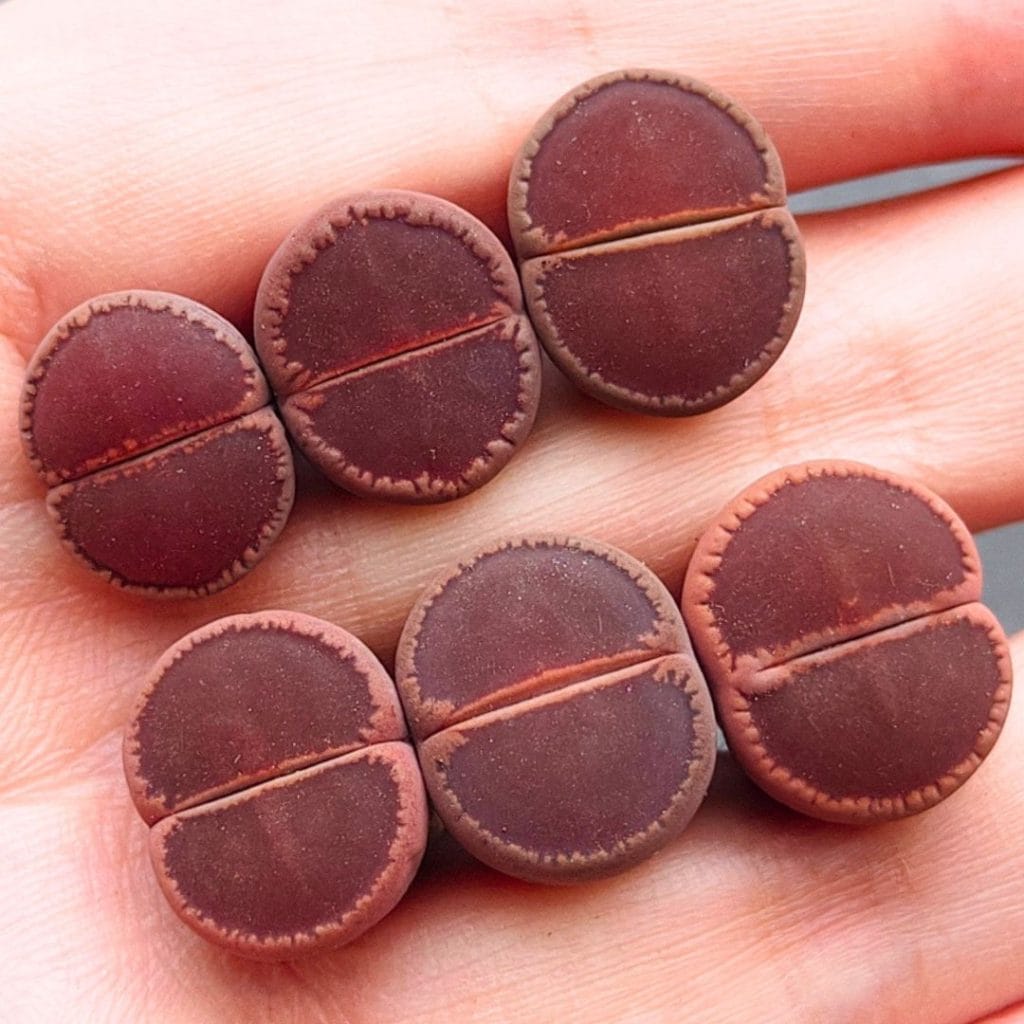 Lithops KO (1.25 - 1.5cm)