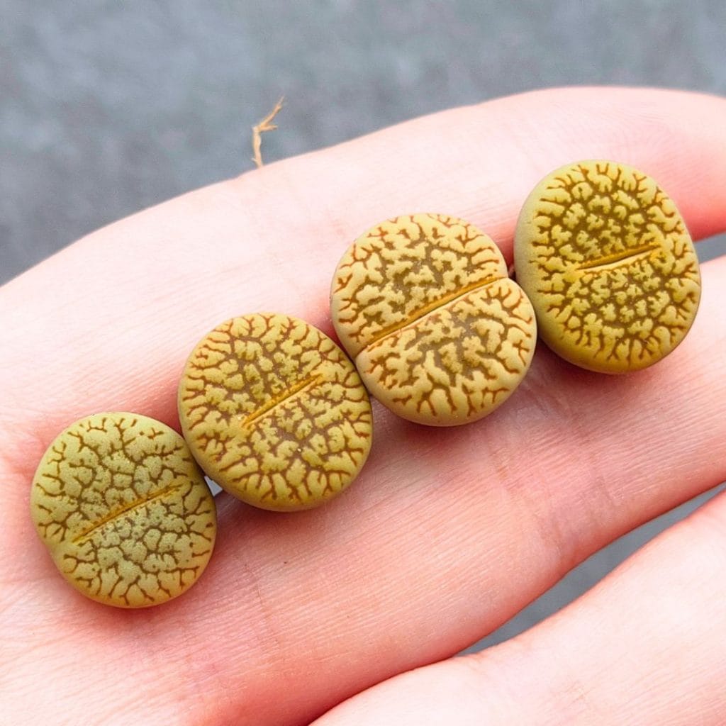 Lithops Yellow Hookeri (1.3 - 1.5cm)
