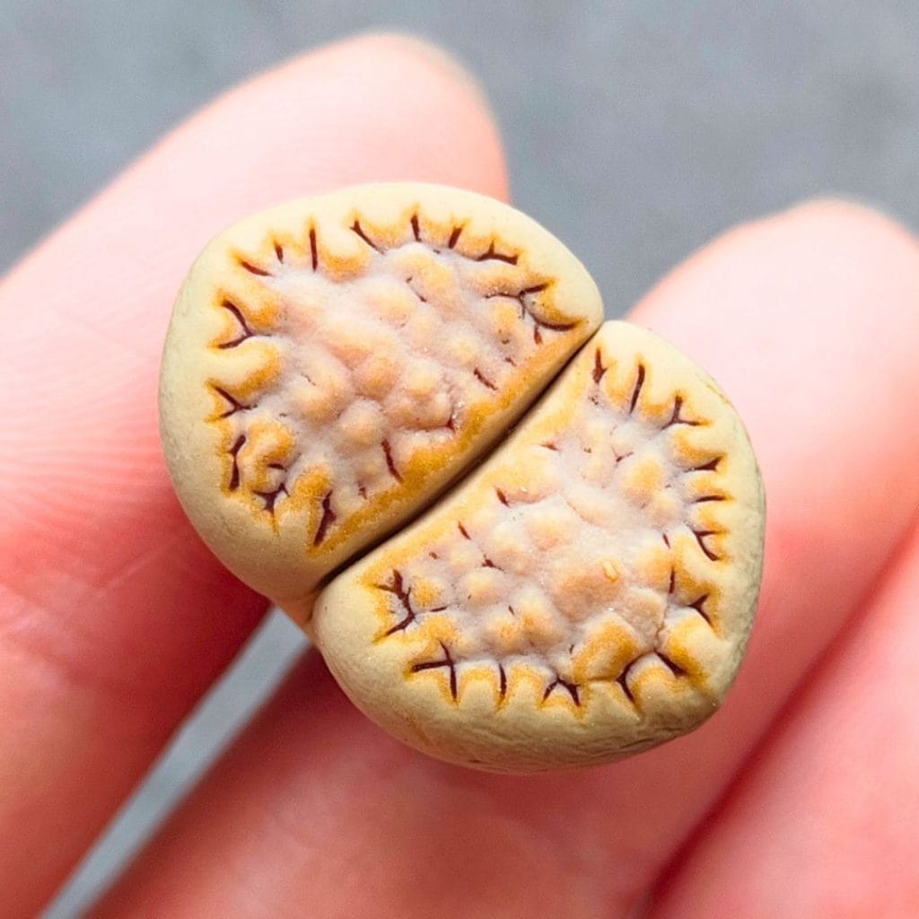 Lithops Frosted Julii (2.05cm)