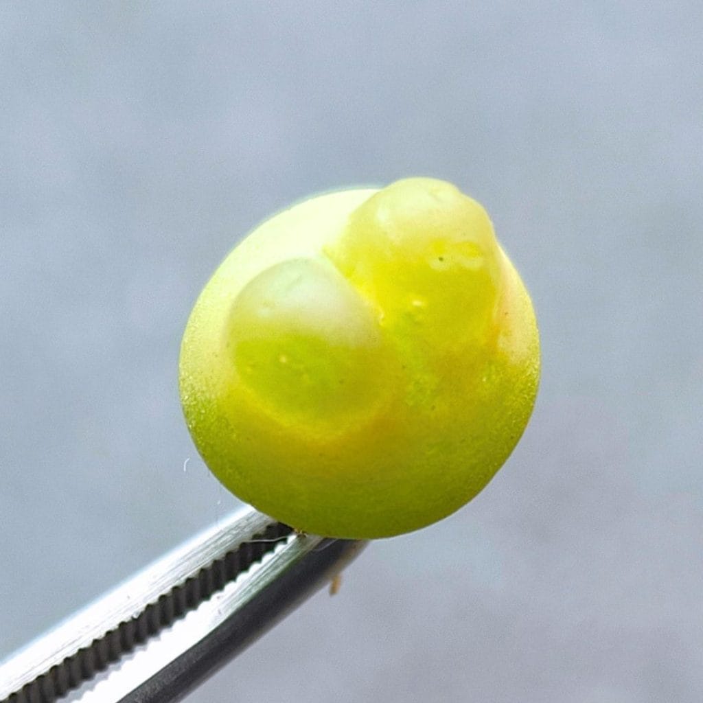 Conophytum Ratum x Maughanii (1.2cm)