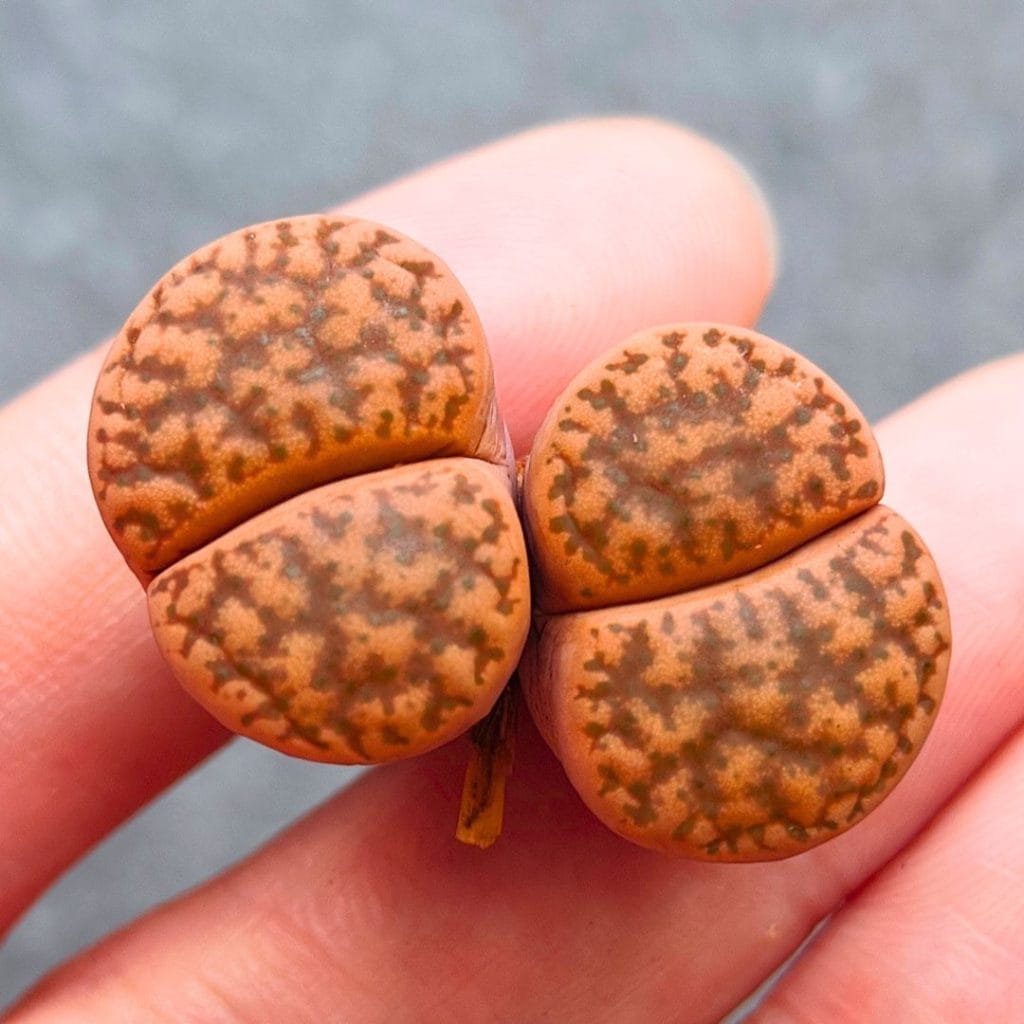 Lithops Orange Bromfieldii 2h (2.9cm)
