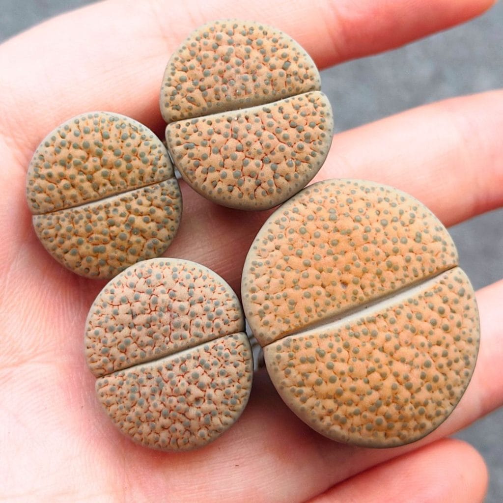 Lithops Fulviceps Lactinea (1.8 - 3cm)