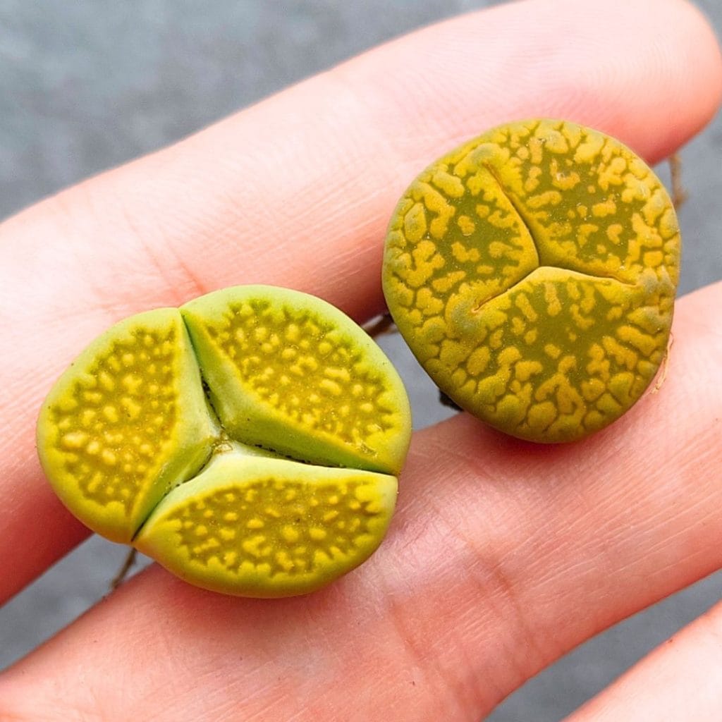 Lithops Yellow Trivergens (1.9 - 2.1cm)