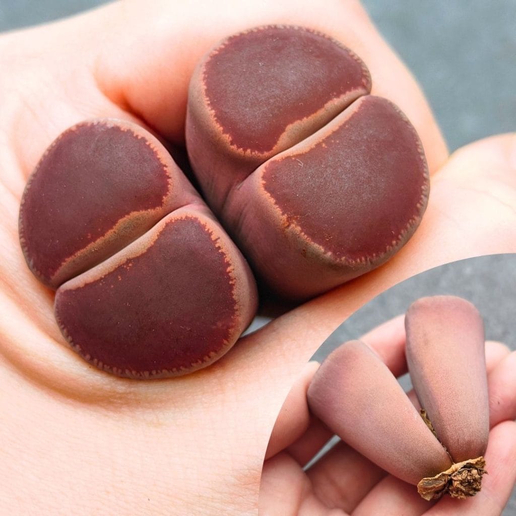 Lithops KO 2h - short roots (4.4cm)