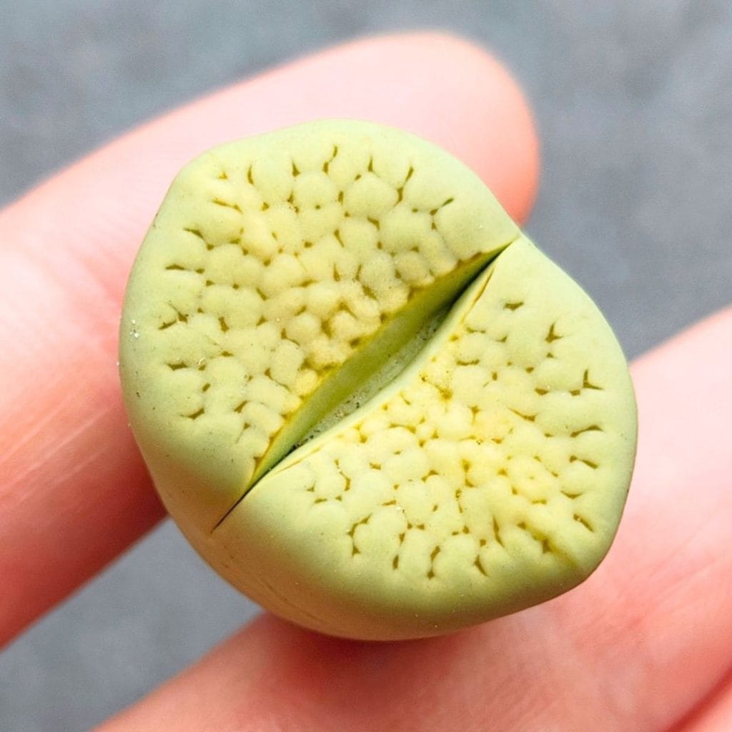 Lithops Pastel Yellow Julii (2.15cm)