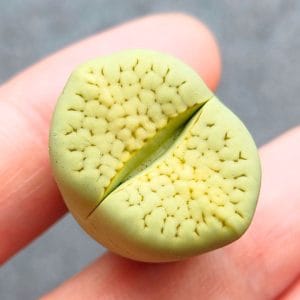 Lithops Pastel Yellow Julii (2.15cm)