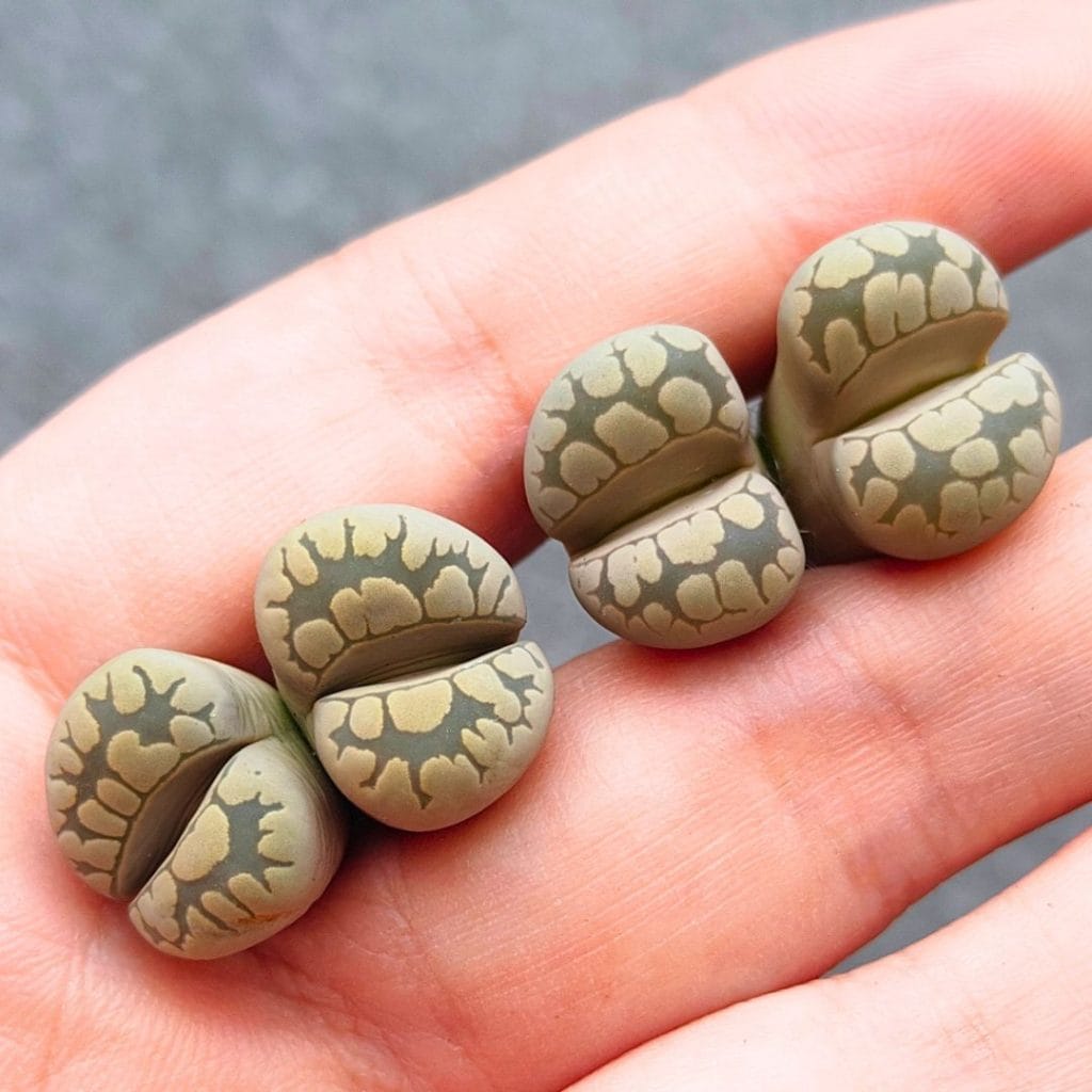 Lithops White Otzeniana 2h (2.4cm)