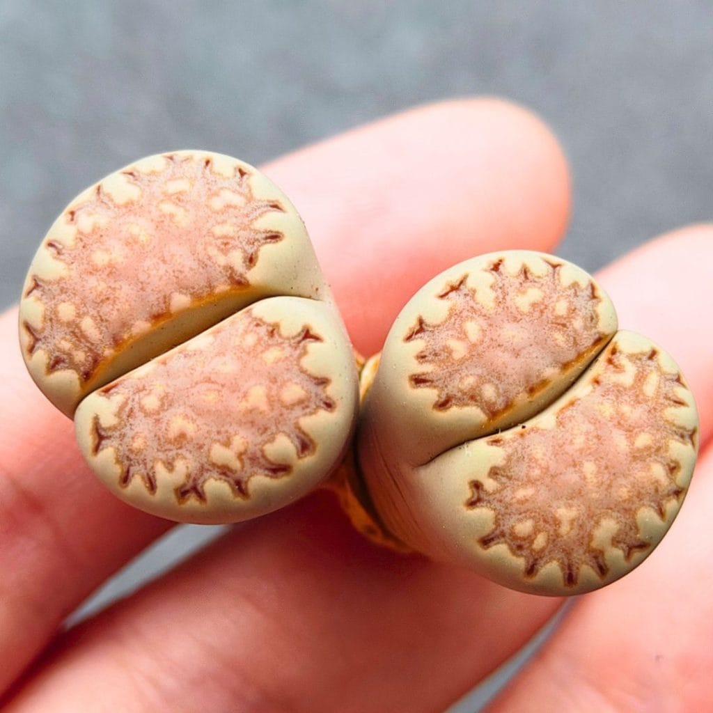 Lithops Pink Julii 2h (3.3cm)