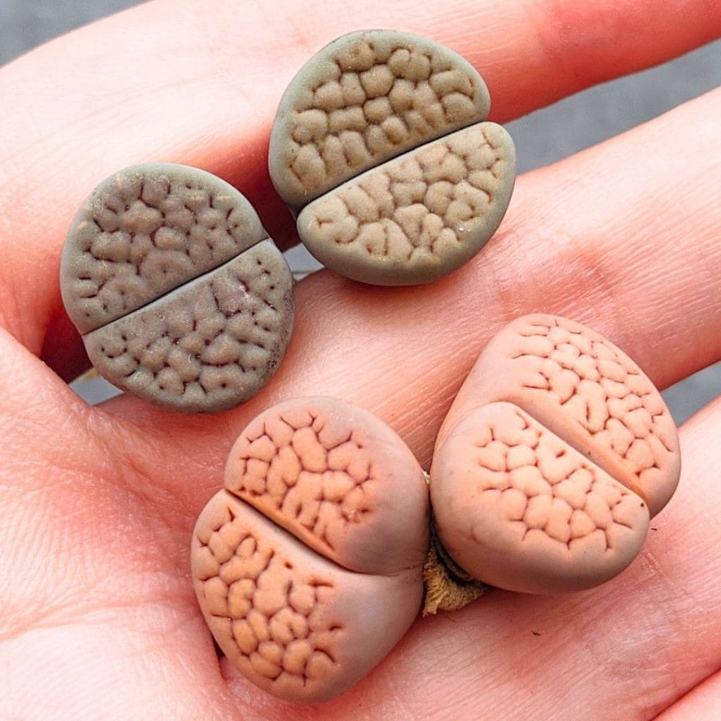 Lithops Assorted Hookeri (1.5 - 3cm)