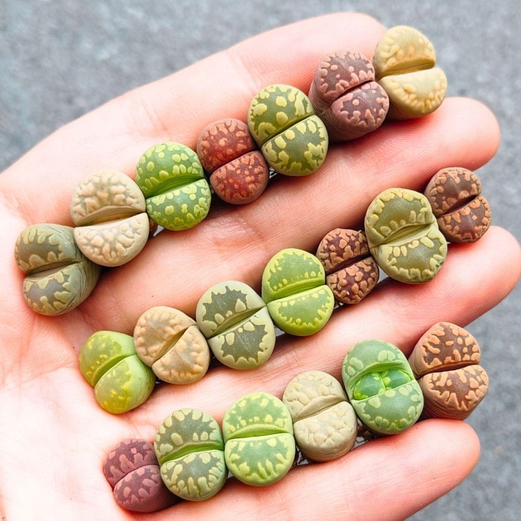 Lithops Otzeniana - Random 2 for $3 (1.1 - 1.5cm)