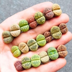 Lithops Otzeniana - Random 2 for $3 (1.1 - 1.5cm)