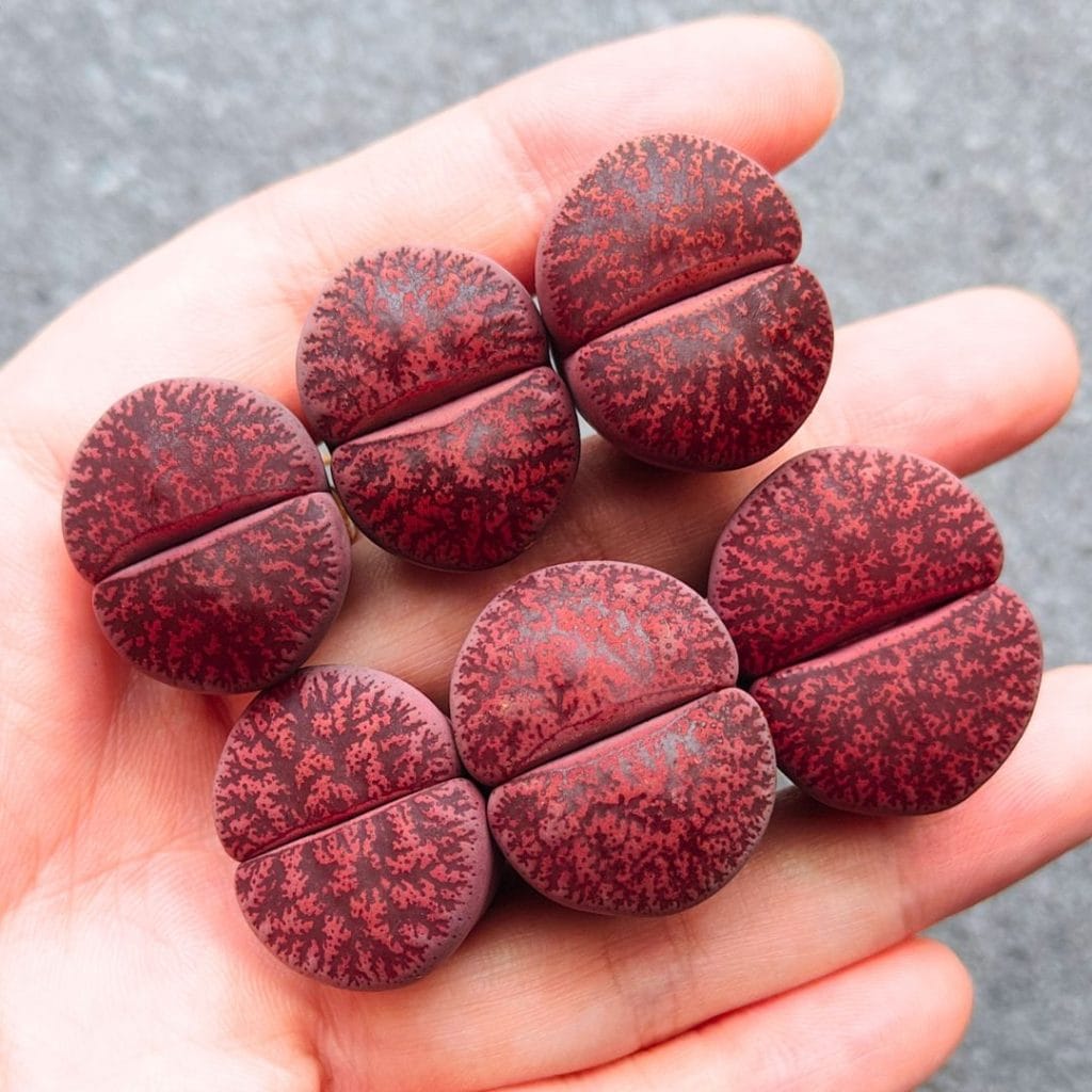 Lithops Big Lesliei Redhead (2.25 - 2.7cm)