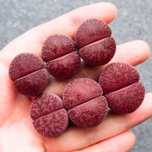 Lithops Big Lesliei Redhead (2.25 - 2.7cm)