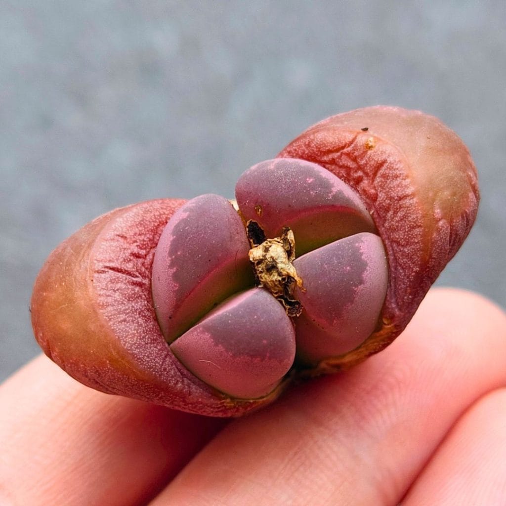 Lithops Optica Rubra 2h (1.9cm)