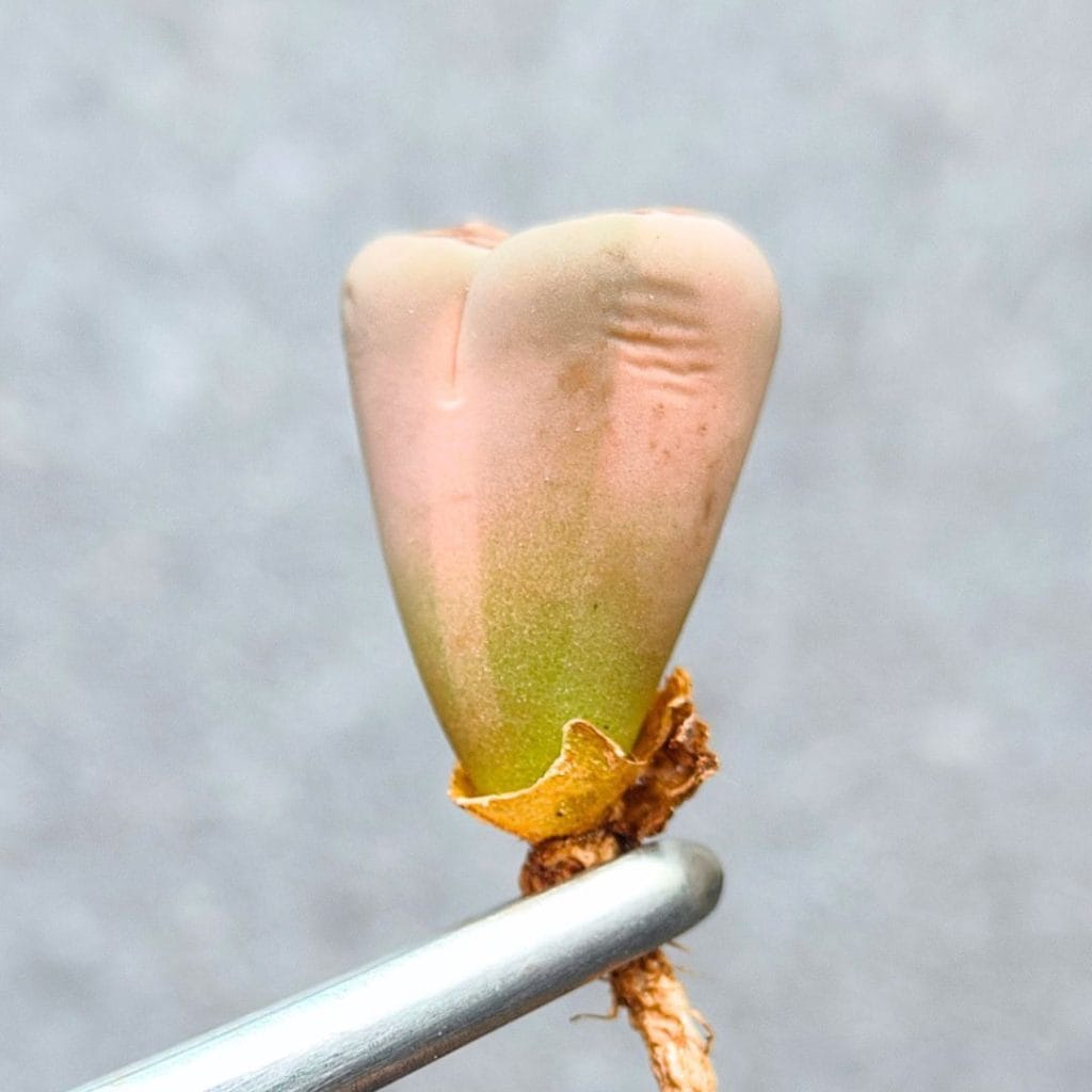 Lithops Variegated (1.5cm)
