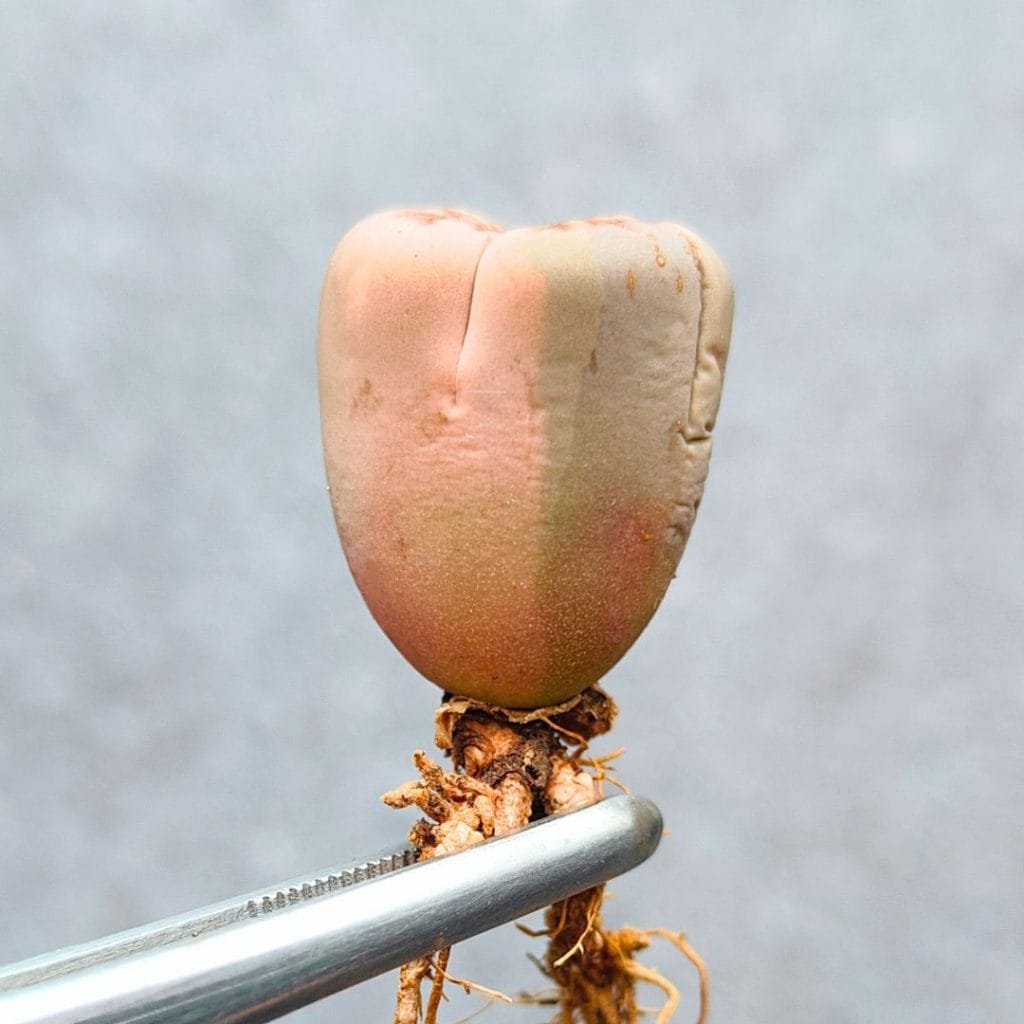 Lithops Variegated (1.6cm)